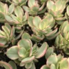 Crassula Succulents Plants Live for Planting, Rare Succulent Live Plant, Houseplant Indoor Outdoor 2 Inch Pot - Crassula Variegata