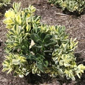 Crassula Succulents Plants Live for Planting, Rare Succulent Live Plant, Houseplant Indoor Outdoor 2 Inch Pot - Crassula Variegata