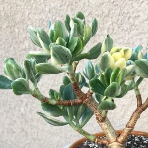 Crassula Succulents Plants Live for Planting, Rare Succulent Live Plant, Houseplant Indoor Outdoor 2 Inch Pot - Crassula Variegata