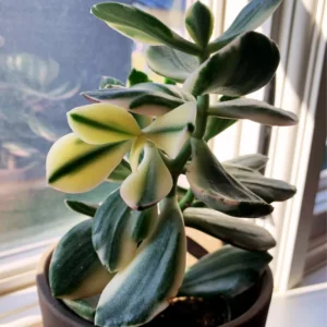 Crassula Succulents Plants Live for Planting, Rare Succulent Live Plant, Houseplant Indoor Outdoor 2 Inch Pot - Crassula Variegata