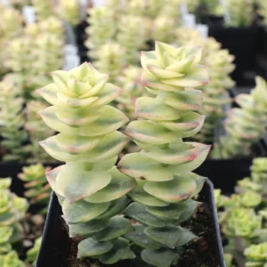 Crassula Succulents Plants Live for Planting, Rare Succulent Live Plant, Houseplant Indoor Outdoor 2 Inch Pot - Variegated String of Buttons Crassula Perforata