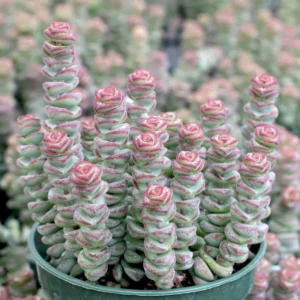 Crassula Succulent Live Plant, Easy to Grow - Unique Variety in a 4-Inch Pot, Ideal for Indoor or Outdoor Decor - Necklace Crassula Rupestris