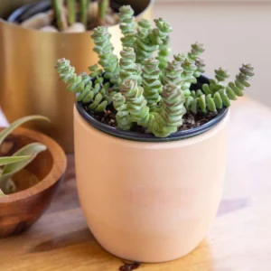 Crassula Succulents Plants Live for Planting, Rare Succulent Live Plant, Houseplant Indoor Outdoor 2 Inch Pot - Variegated String of Buttons Crassula Perforata