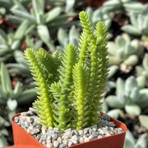 Crassula Succulent Live Plant, Easy to Grow - Unique Variety in a 4-Inch Pot, Ideal for Indoor or Outdoor Decor - Crassula Watchchain