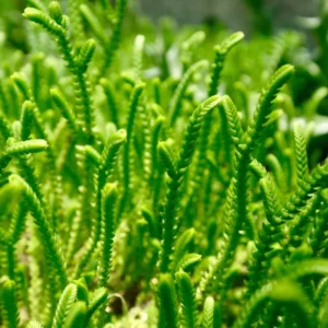 Crassula Succulent Live Plant, Easy to Grow - Unique Variety in a 4-Inch Pot, Ideal for Indoor or Outdoor Decor - Crassula Watchchain