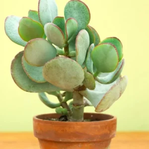 Crassula Succulent Live Plant, Easy to Grow - Unique Variety in a 4-Inch Pot, Ideal for Indoor or Outdoor Decor - Crassula arborescens