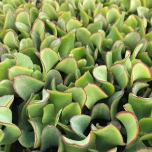 Crassula Succulent Live Plant, Easy to Grow - Unique Variety in a 4-Inch Pot, Ideal for Indoor or Outdoor Decor - Crassula arborescens