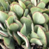Crassula Succulent Live Plant, Easy to Grow - Unique Variety in a 4-Inch Pot, Ideal for Indoor or Outdoor Decor - Crassula arborescens