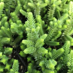 Crassula Succulent Live Plant, Easy to Grow - Unique Variety in a 4-Inch Pot, Ideal for Indoor or Outdoor Decor - Crassula Watchchain