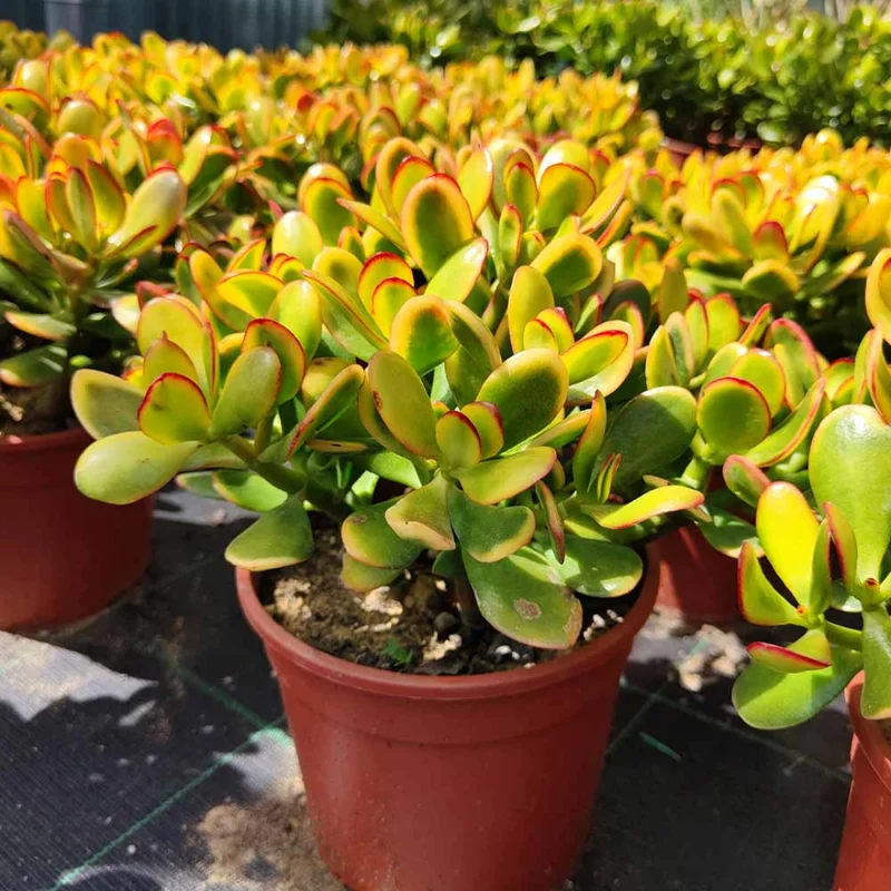 Crassula Succulent Live Plant, Easy to Grow - Unique Variety in a 4-Inch Pot, Ideal for Indoor or Outdoor Decor - Crassula Ovata Tricolor