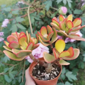 Crassula Succulent Live Plant, Easy to Grow - Unique Variety in a 4-Inch Pot, Ideal for Indoor or Outdoor Decor - Crassula Ovata Tricolor
