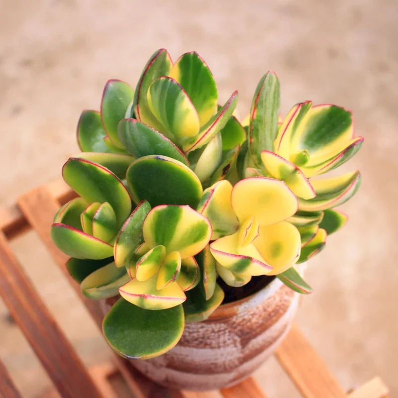 Crassula Succulent Live Plant, Easy to Grow - Unique Variety in a 4-Inch Pot, Ideal for Indoor or Outdoor Decor - Crassula Ovata Tricolor