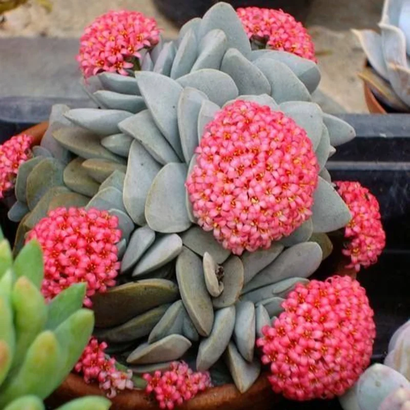 Crassula Succulent Live Plant, Easy to Grow - Unique Variety in a 4-Inch Pot, Ideal for Indoor or Outdoor Decor - Morgan’s beauty crassula