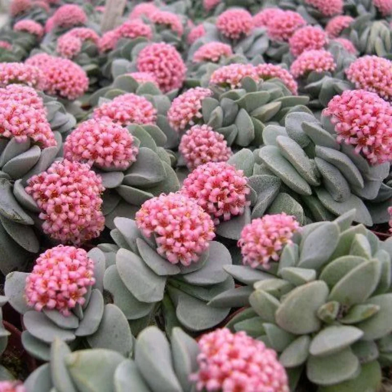Crassula Succulent Live Plant, Easy to Grow - Unique Variety in a 4-Inch Pot, Ideal for Indoor or Outdoor Decor - Morgan’s beauty crassula