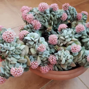 Crassula Succulent Live Plant, Easy to Grow - Unique Variety in a 4-Inch Pot, Ideal for Indoor or Outdoor Decor - Morgan’s beauty crassula