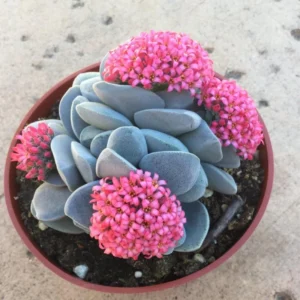 Crassula Succulent Live Plant, Easy to Grow - Unique Variety in a 4-Inch Pot, Ideal for Indoor or Outdoor Decor - Morgan’s beauty crassula
