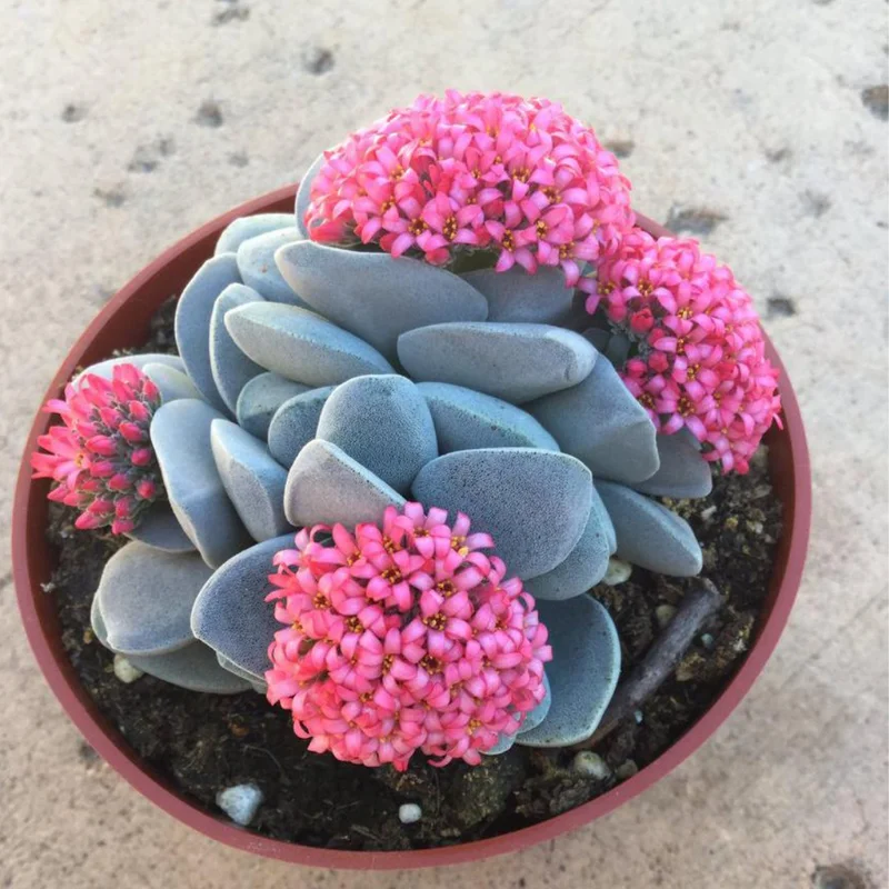 Crassula Succulent Live Plant, Easy to Grow - Unique Variety in a 4-Inch Pot, Ideal for Indoor or Outdoor Decor - Morgan’s beauty crassula