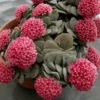 Crassula Succulent Live Plant, Easy to Grow - Unique Variety in a 4-Inch Pot, Ideal for Indoor or Outdoor Decor - Morgan’s beauty crassula