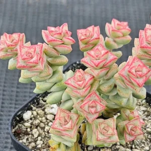 Crassula Succulent Live Plant, Easy to Grow - Unique Variety in a 4-Inch Pot, Ideal for Indoor or Outdoor Decor - Variegated Tom Thumb Crassula Pastel