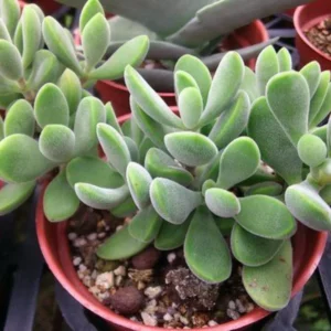 Crassula Succulent Live Plant, Easy to Grow - Unique Variety in a 4-Inch Pot, Ideal for Indoor or Outdoor Decor - Crassula Rogersii