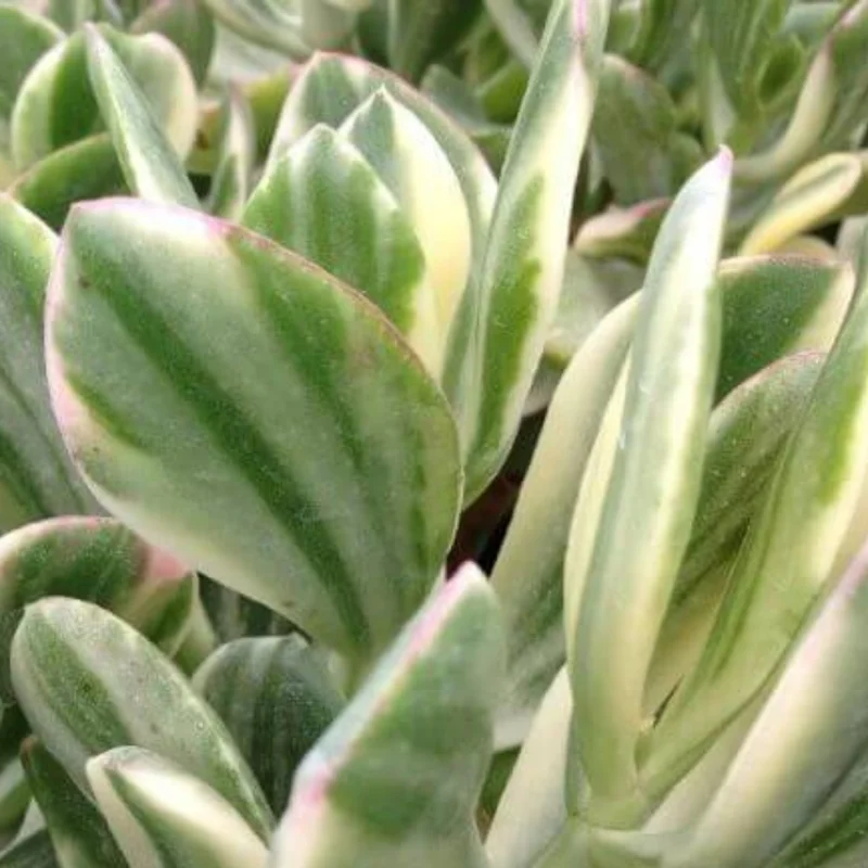 Crassula Succulent Live Plant, Easy to Grow - Unique Variety in a 4-Inch Pot, Ideal for Indoor or Outdoor Decor - Crassula Variegata