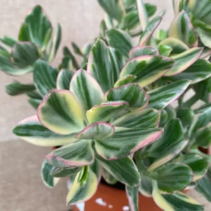 Crassula Succulent Live Plant, Easy to Grow - Unique Variety in a 4-Inch Pot, Ideal for Indoor or Outdoor Decor - Crassula Variegata