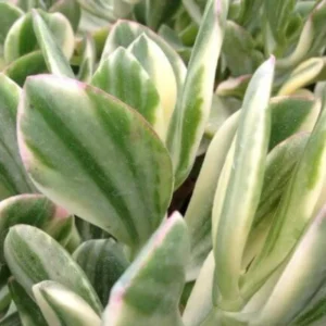 Crassula Succulent Live Plant, Easy to Grow - Unique Variety in a 4-Inch Pot, Ideal for Indoor or Outdoor Decor - Crassula Variegata