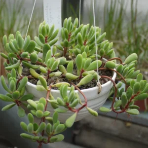Crassula Succulent Live Plant, Easy to Grow - Unique Variety in a 4-Inch Pot, Ideal for Indoor or Outdoor Decor - Crassula Rogersii