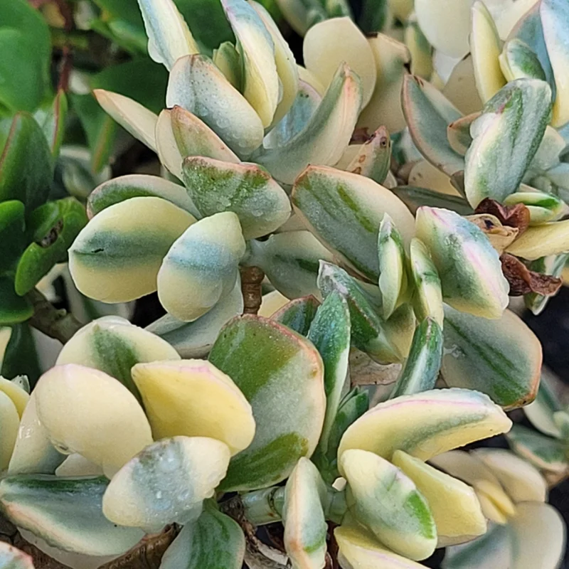 Crassula Succulent Live Plant, Easy to Grow - Unique Variety in a 4-Inch Pot, Ideal for Indoor or Outdoor Decor - Crassula Variegata