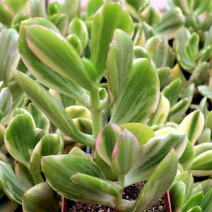 Crassula Succulent Live Plant, Easy to Grow - Unique Variety in a 4-Inch Pot, Ideal for Indoor or Outdoor Decor - Crassula Variegata