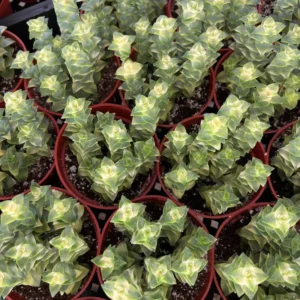 Crassula Succulent Live Plant, Easy to Grow - Unique Variety in a 4-Inch Pot, Ideal for Indoor or Outdoor Decor - Variegated String of Buttons Crassula Perforata