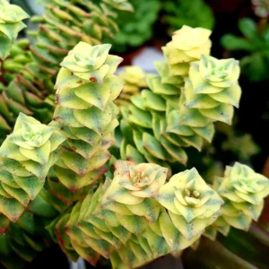 Crassula Succulent Live Plant, Easy to Grow - Unique Variety in a 4-Inch Pot, Ideal for Indoor or Outdoor Decor - Variegated String of Buttons Crassula Perforata