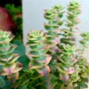 Crassula Succulent Live Plant, Easy to Grow - Unique Variety in a 4-Inch Pot, Ideal for Indoor or Outdoor Decor - Variegated String of Buttons Crassula Perforata