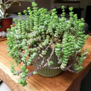 Crassula Succulent Live Plant, Easy to Grow - Unique Variety in a 4-Inch Pot, Ideal for Indoor or Outdoor Decor - Variegated String of Buttons Crassula Perforata