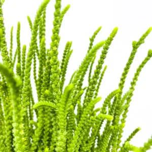 Live Crassula Succulent Plant for Garden - Rare Variety, Suitable for Indoor or Outdoor Spaces, 4 Inch Pot - Crassula Watchchain