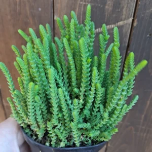 Live Crassula Succulent Plant for Garden - Rare Variety, Suitable for Indoor or Outdoor Spaces, 4 Inch Pot - Crassula Watchchain