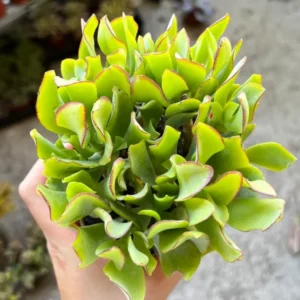 Live Crassula Succulent Plant for Garden - Rare Variety, Suitable for Indoor or Outdoor Spaces, 4 Inch Pot - Crassula arborescens