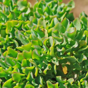 Live Crassula Succulent Plant for Garden - Rare Variety, Suitable for Indoor or Outdoor Spaces, 4 Inch Pot - Crassula arborescens