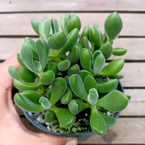 Live Crassula Succulent Plant for Garden - Rare Variety, Suitable for Indoor or Outdoor Spaces, 4 Inch Pot - Crassula Rogersii