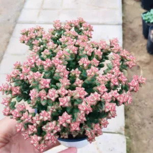 Live Crassula Succulent Plant for Garden - Rare Variety, Suitable for Indoor or Outdoor Spaces, 4 Inch Pot - Variegated Tom Thumb Crassula Pastel