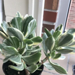Live Crassula Succulent Plant for Garden - Rare Variety, Suitable for Indoor or Outdoor Spaces, 4 Inch Pot - Crassula Variegata