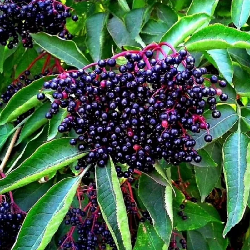 10 American Elderberry Cuttings – Live Unrooted Black Elderberry Plants Live for Growing Large Berry Clusters - 5 To 8 Inch Tall