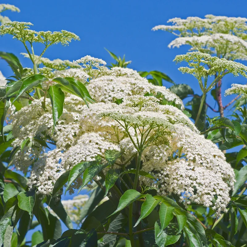 10 American Elderberry Cuttings – Live Unrooted Black Elderberry Plants Live for Growing Large Berry Clusters - 5 To 8 Inch Tall
