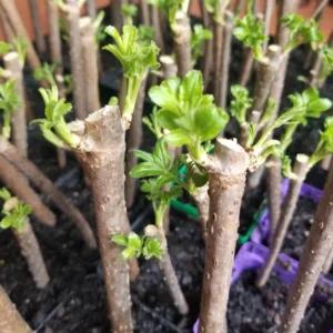 10 American Elderberry Cuttings – Live Unrooted Black Elderberry Plants Live for Growing Large Berry Clusters - 5 To 8 Inch Tall