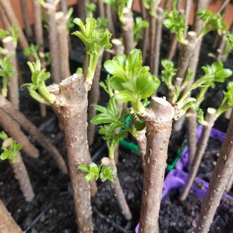 10 American Elderberry Cuttings – Live Unrooted Black Elderberry Plants Live for Growing Large Berry Clusters - 5 To 8 Inch Tall