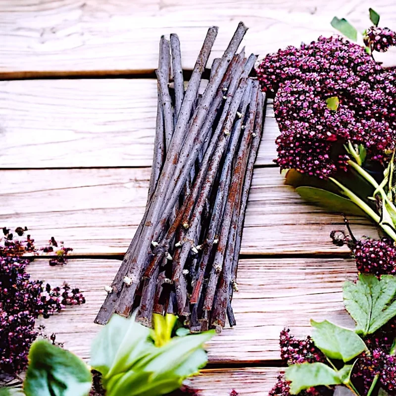 10 American Elderberry Cuttings – Live Unrooted Black Elderberry Plants Live for Growing Large Berry Clusters - 5 To 8 Inch Tall