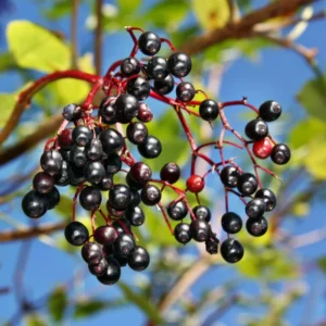10 American Elderberry Cuttings – Live Unrooted Black Elderberry Plants Live for Growing Large Berry Clusters - 5 To 8 Inch Tall