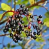 5 American Elderberry Cuttings, Black Elderberry Plant Live Unrooted 5-8 Inch Tall, Elderberry Fruiting Shrub Large Berry Clusters