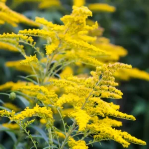 3 Solidago Goldenrod Plants Live Bare Roots, Goldenrod Perennial Wildflower Butterfly Yellow For Outdoor