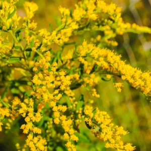 3 Solidago Goldenrod Plants Live Bare Roots, Goldenrod Perennial Wildflower Butterfly Yellow For Outdoor